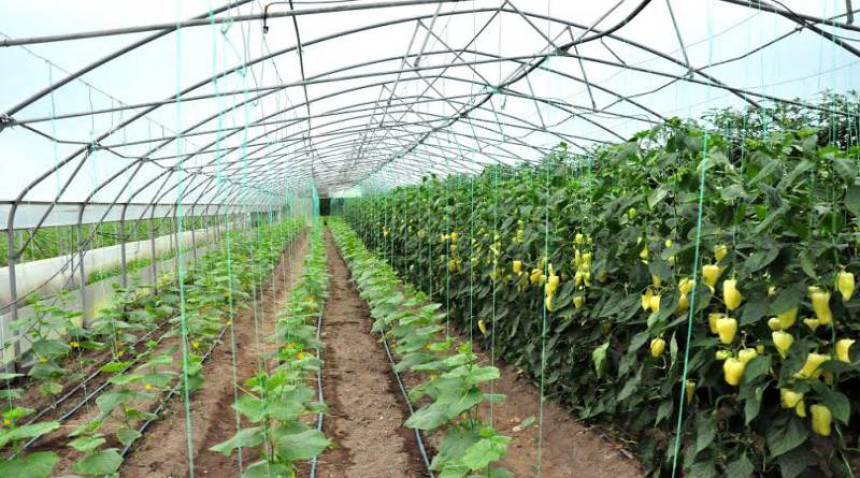 Семберија: Преваре у додјели подстицаја повртарима (ВИДЕО)