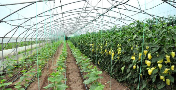 Semberija: Prevare u dodjeli podsticaja povrtarima (VIDEO)