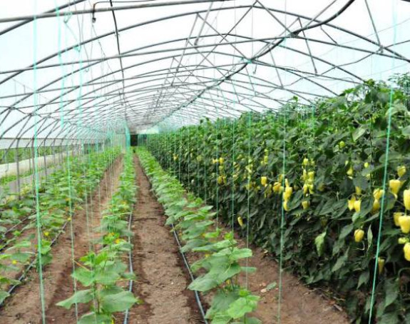 Семберија: Преваре у додјели подстицаја повртарима (ВИДЕО)