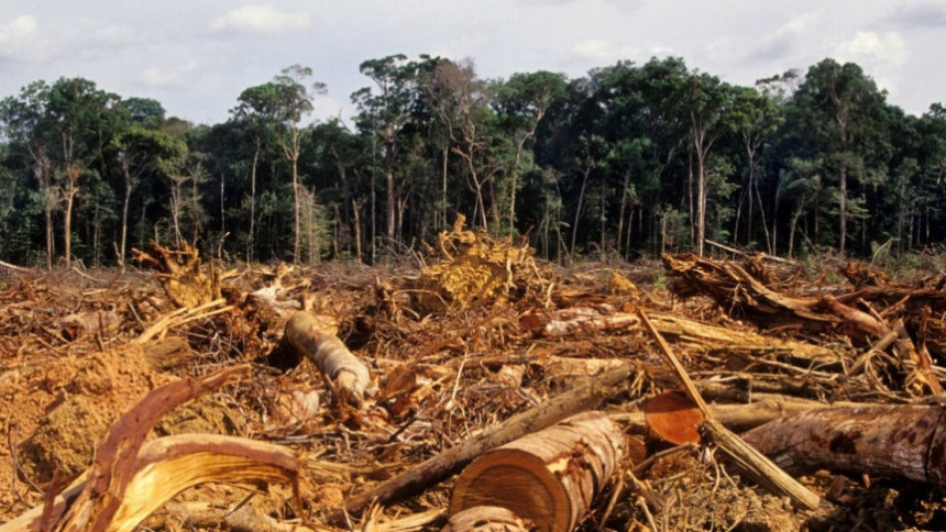 Крчење шума у бразилској Амазонији на рекордном нивоу