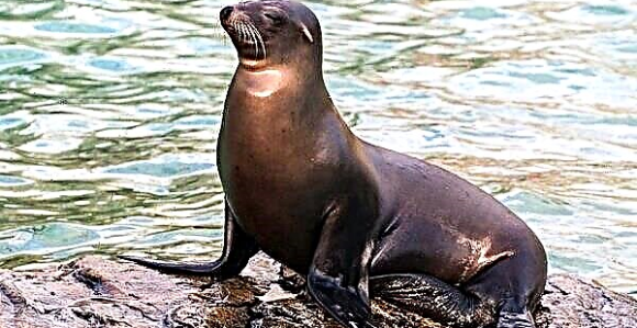 Morski lav “ukrao” gostu ležaljku! (VIDEO)