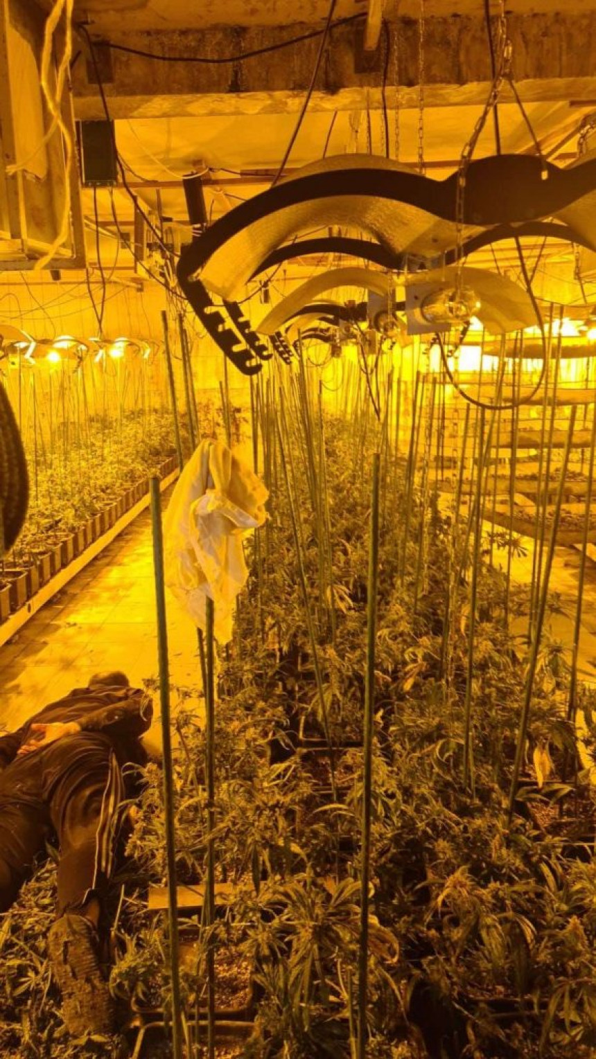 Zaplijenjeno više od 50 kg marihuane, uhapsene tri osobe