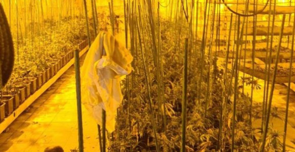 Zaplijenjeno više od 50 kg marihuane, uhapsene tri osobe