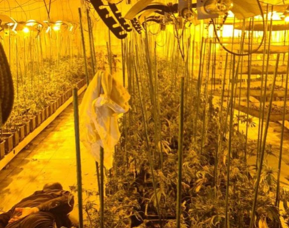 Zaplijenjeno više od 50 kg marihuane, uhapsene tri osobe