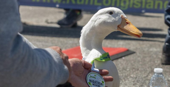 Mala patka "istrčala" pravi maraton i osvojila medalju! (VIDEO)