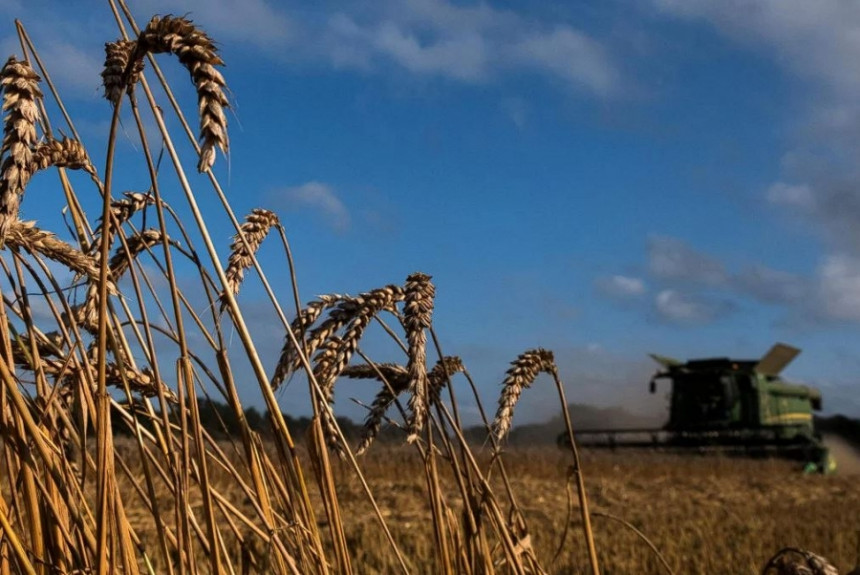 Svijet ima zaliha pšenice za još samo deset sedmice