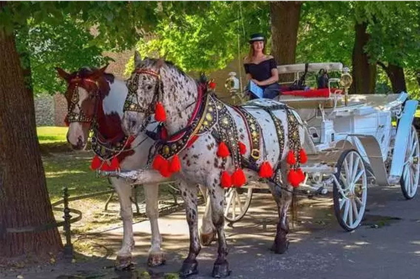 Nemica zbog štetdnje na posao dolazi konjskom zapregom!