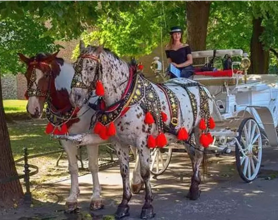 Nemica zbog štetdnje na posao dolazi konjskom zapregom!