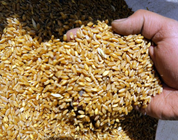 Zbog rata nema pšenice: Ratarima prijeti zatvor ako ne predaju rod