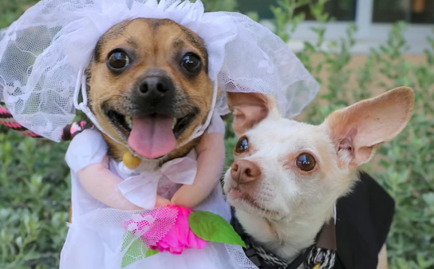 Neobično pseće venčanje: Upoznali se kod zubara pa zavoleli! (VIDEO)