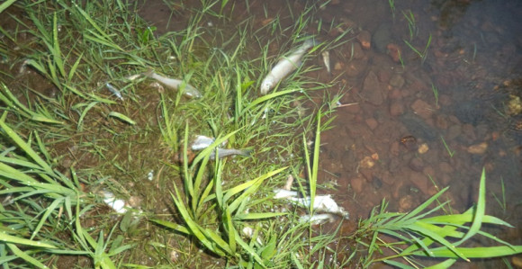 Ekološki incident - pomor ribe u rječici Povelič