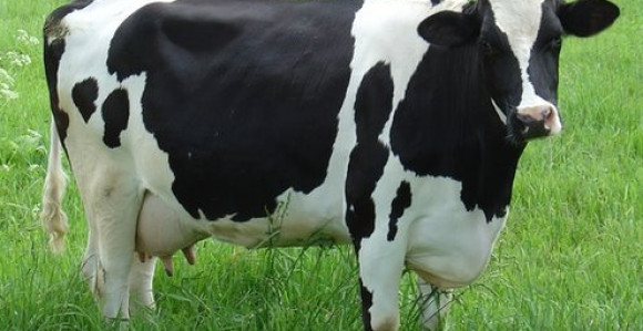 U Južnom Sudanu uhapsili kravu zbog ubistva!