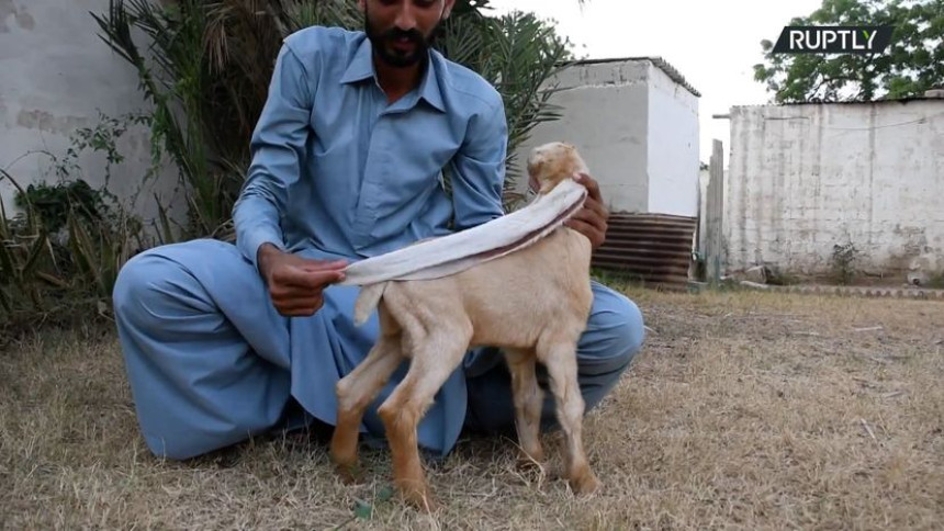 U Pakistanu se rodilo jare sa ušima od pola metra!