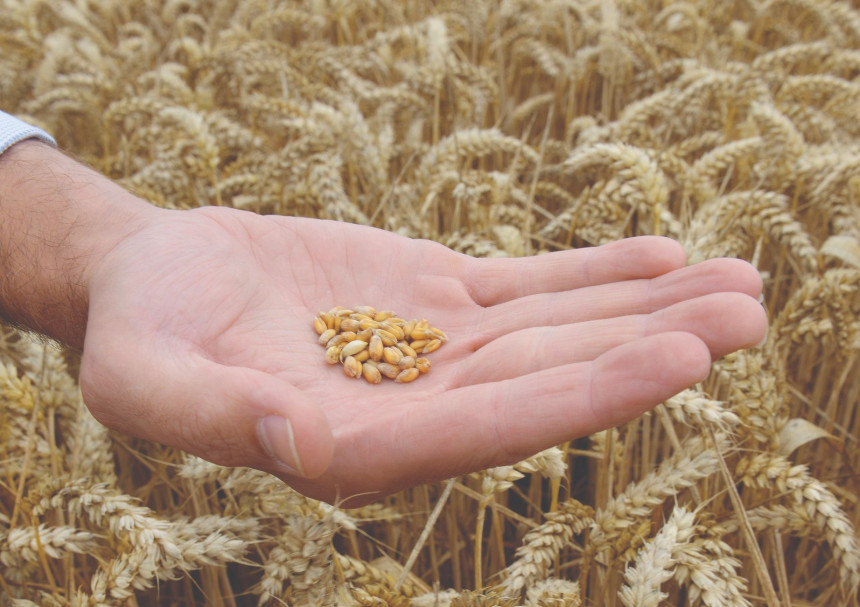 Vlast nema sluha - Uvoz guši žetvu domaće pšenice