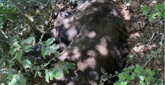 U krivolovu kod Gacka odstrijeljen medo Maglić