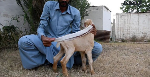 U Pakistanu se rodilo jare sa ušima od pola metra!