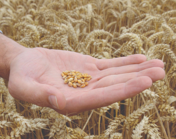 Vlast nema sluha - Uvoz guši žetvu domaće pšenice