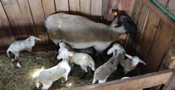 Srećno domaćinstvo: Ovca ojagnjila petoro jagnjadi