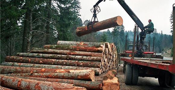 Drvoprerađivači u problemu: Vlast zabranila izvoz, prijete otpuštanja radnika