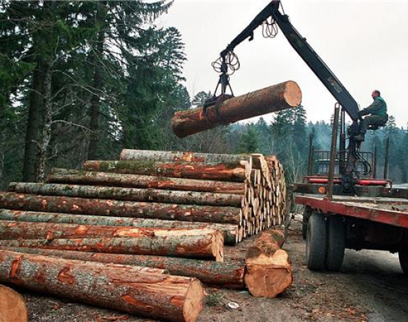 Дрвопрерађивачи у проблему: Власт забранила извоз, пријете отпуштања радника