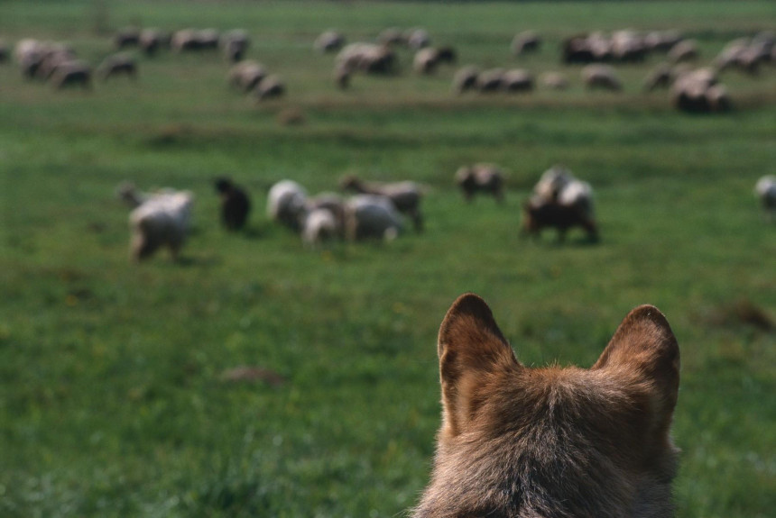 Vukovi zaklali 40 ovaca i jagnjadi na katunu u CG