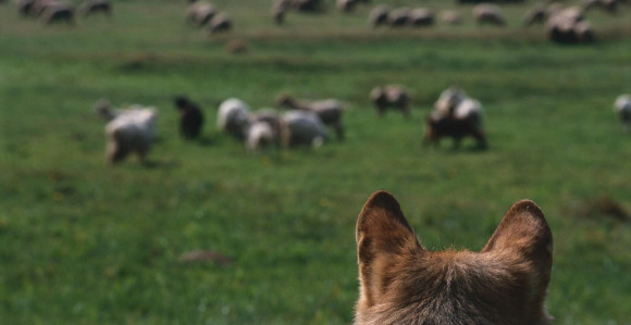 Vukovi zaklali 40 ovaca i jagnjadi na katunu u CG