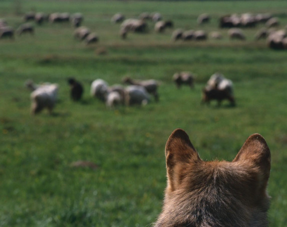 Vukovi zaklali 40 ovaca i jagnjadi na katunu u CG