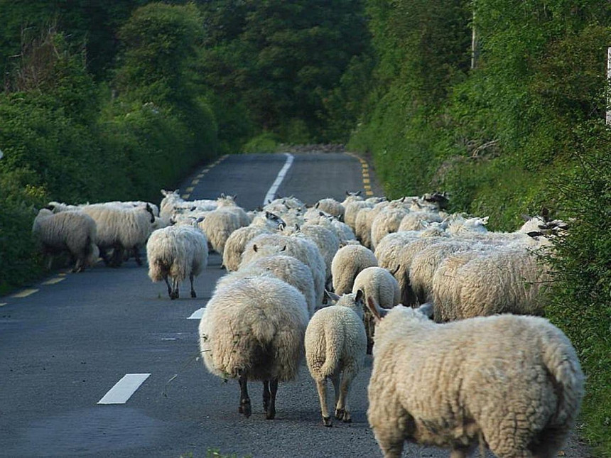 Obrt: Dio stada se vratio, ali samo mršavije ovce