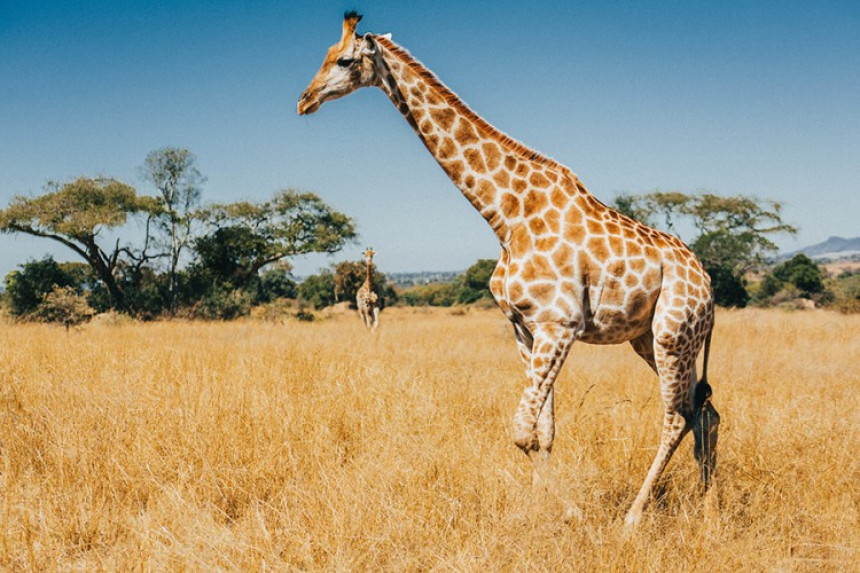 Zašto žirafe imaju duge vratove?!