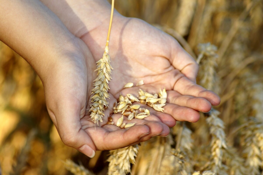Пољопривредници чекају Додика или просипају пшеницу
