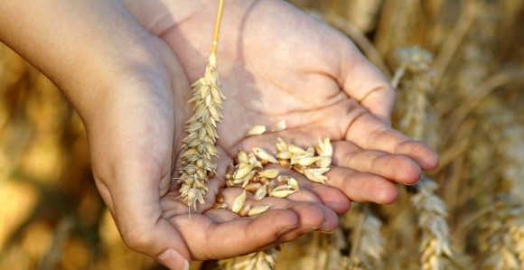 Poljoprivrednici čekaju Dodika ili prosipaju pšenicu