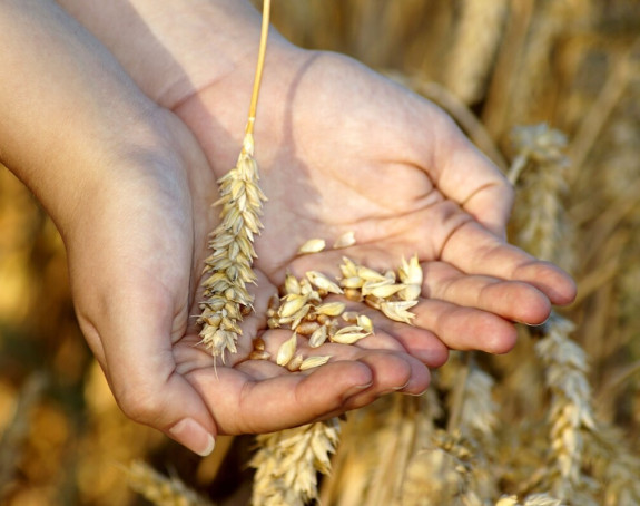 Пољопривредници чекају Додика или просипају пшеницу