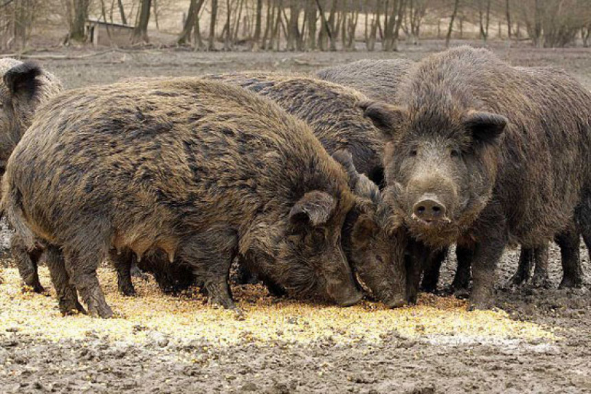 Divlje svinje izazvale nesreću u Grčkoj, dvije žrtve