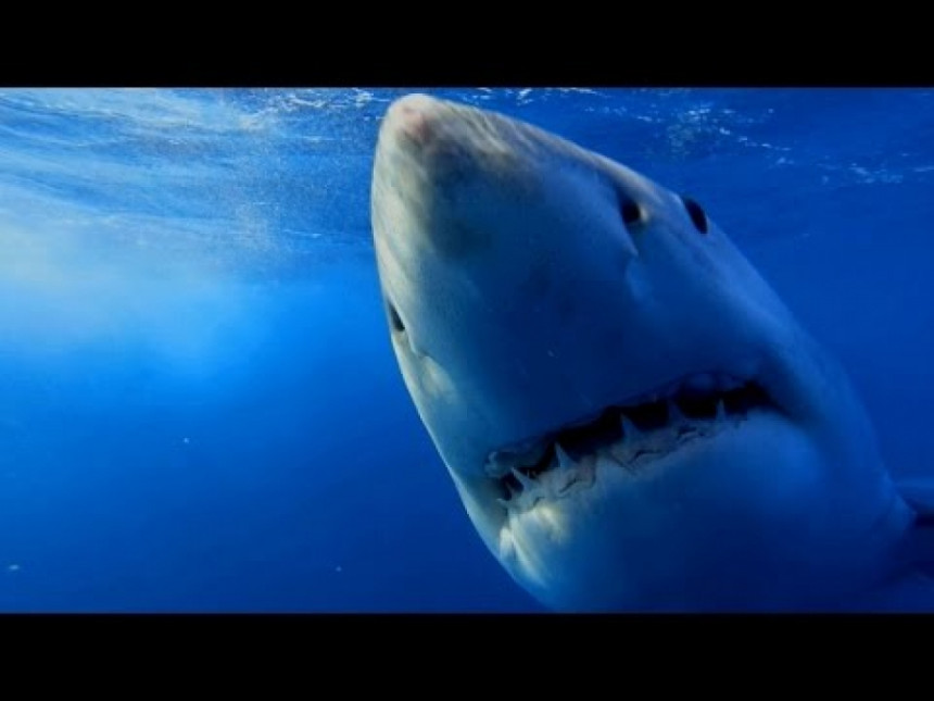 Њујорк подиже дронове да прате ајкуле близу плажза