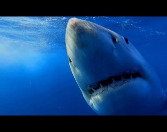 Njujork podiže dronove da prate ajkule blizu plažza