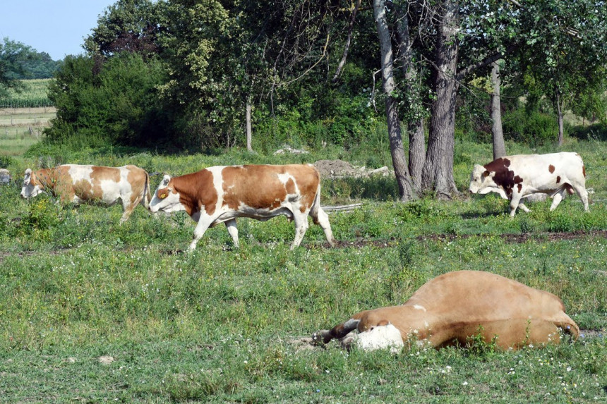 U HR više od 100 goveda uginulo od antraksa