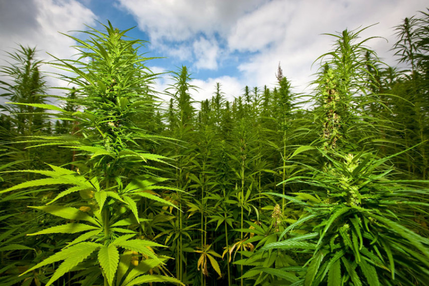 Kod Ljubuškog plantaža marihuane vrijedna milion KM