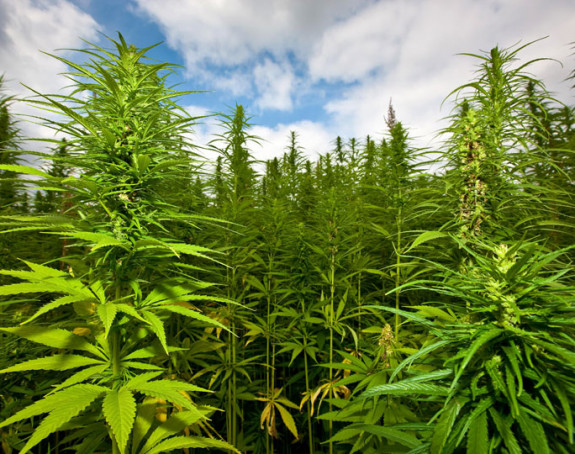 Kod Ljubuškog plantaža marihuane vrijedna milion KM