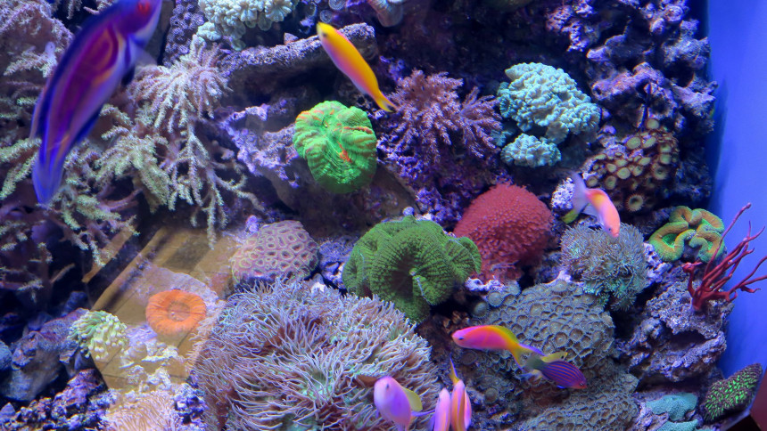 Израел: Корали свијетле јер тако привлаче плијен