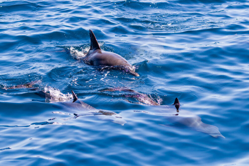 Жена покушала да зајаше делфина више пута (видео)