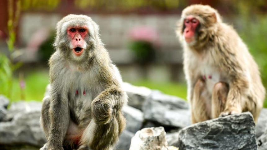 Japan: Majmuni terorišu žitelje grada Jamagučija