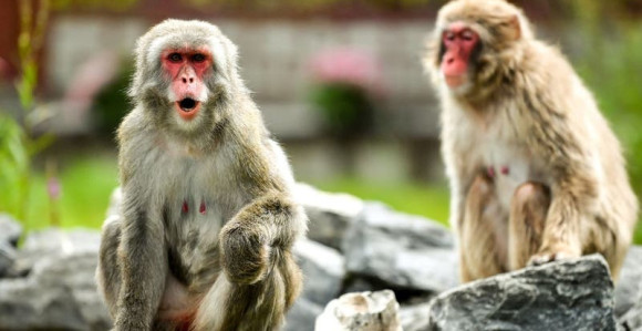 Japan: Majmuni terorišu žitelje grada Jamagučija