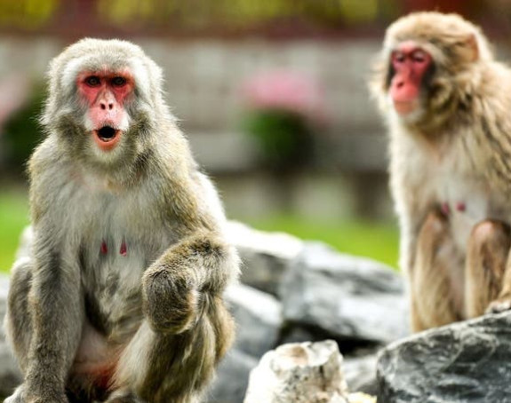Јапан: Мајмуни тероришу житеље града Јамагучија