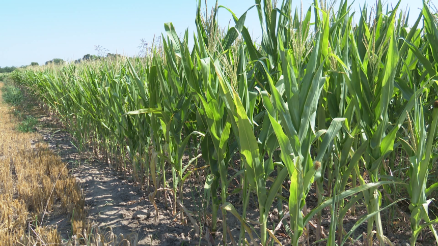 Kasni projekat Vlade "navodnjavanje", prepolovljen plod