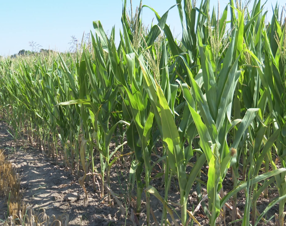 Kasni projekat Vlade "navodnjavanje", prepolovljen plod