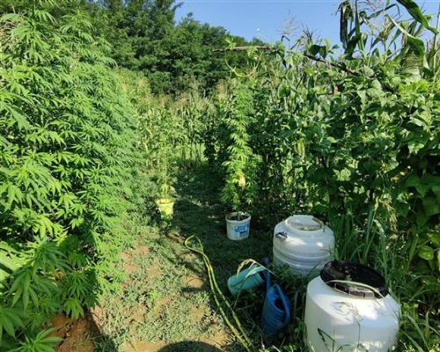 Kod Doboja nađena plantaža marihuane