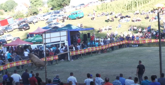 Bikovi na koridi u BiH probili ogradu, ljudi bježali