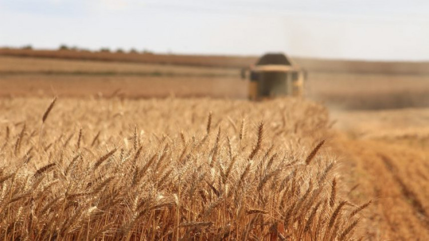 Украјинско жито (не) враћа у рикверц цијене хране