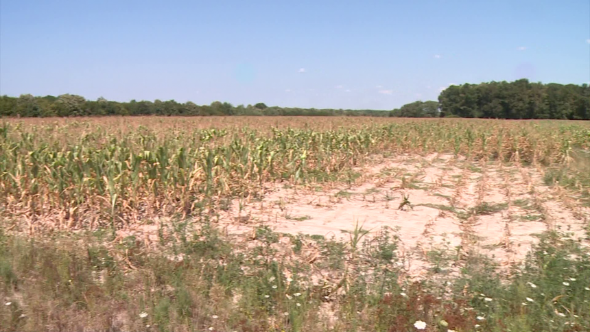 Prinos minimalan: U Semberiji suša spržila kukuruz