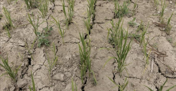 Francusku pogodila najteža suša u istoriji zemlje